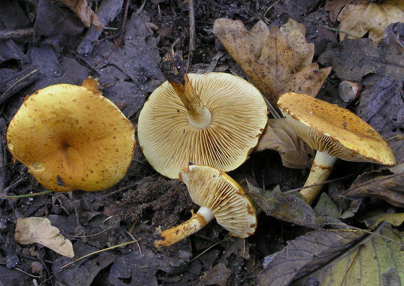 Pholiota lucifera